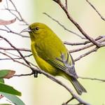 Oahu Amakihi / Chlorodrepanis flava