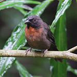 Black-cheeked Ant Tanager / Driophlox atrimaxillaris