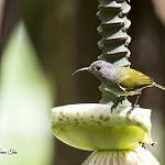 Grey-hooded Sunbird / Aethopyga primigenia