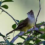Palawan Bulbul / Alophoixus frater