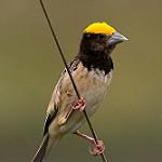 Black-breasted Weaver / Ploceus benghalensis