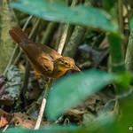 Chiriqui Foliage-gleaner / Automolus exsertus