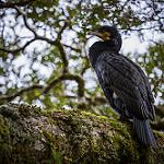 Heard Island Shag / Leucocarbo nivalis