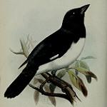 Black-and-white Tanager / Conothraupis speculigera