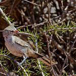 Chiming Wedgebill / Psophodes occidentalis
