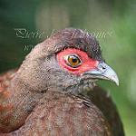 Суматранский фазан / Lophura inornata