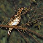 Амамийский дрозд / Zoothera major