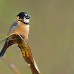 Ржавобрюхий просяночник / Sporophila collaris