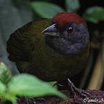 Оливковый тохи / Arremon castaneiceps