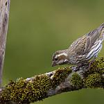 Пурпурная чечевица / Haemorhous purpureus