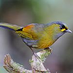 Taiwan Liocichla / Liocichla steerii
