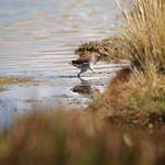 Puna Snipe / Gallinago andina