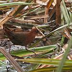 Slender-billed Flufftail / Sarothrura watersi