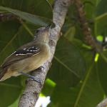 Аспидный колючник / Thamnophilus punctatus