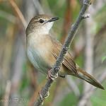 Chinese Bush Warbler / Locustella tacsanowskia