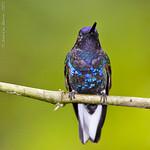 Velvet-purple Coronet / Boissonneaua jardini