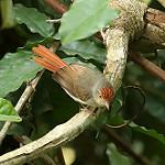 Серая рыжехвостка / Erythrocercus mccallii