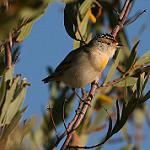 Red-browed Pardalote / Pardalotus rubricatus