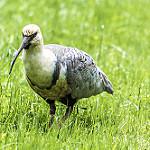 Светлошейный ибис / Theristicus caudatus