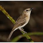Серый свистун / Pachycephala simplex