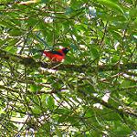 Vermilion Tanager / Calochaetes coccineus