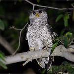 Spot-bellied Eagle-Owl / Ketupa nipalensis