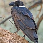 Белошейный ворон / Corvus albicollis