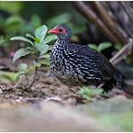 Sri Lanka Spurfowl / Galloperdix bicalcarata