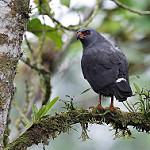 Plumbeous Hawk / Cryptoleucopteryx plumbea
