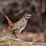 Shy Heathwren / Hylacola cauta