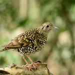 White's Thrush / Zoothera aurea