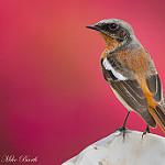 Красноспинная горихвостка / Phoenicurus erythronotus
