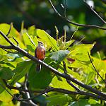 Манакиновый мухолов / Neopipo cinnamomea