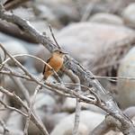 Rufescent Flycatcher / Myiophobus rufescens