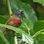 Chestnut-winged Babbler / Cyanoderma erythropterum