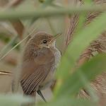 Папирусовая камышовка / Acrocephalus rufescens