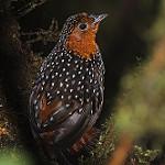 Глазчатый тапакуло / Acropternis orthonyx