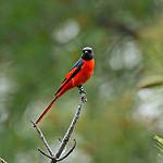 Long-tailed Minivet / Pericrocotus ethologus
