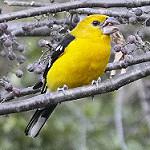 Жёлтый толстонос / Pheucticus chrysopeplus