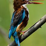 Белобрюхий зимородок / Corythornis leucogaster