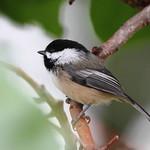 Черношапочная гаичка / Poecile atricapillus