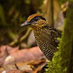 Rufous-crowned Antpitta / Pittasoma rufopileatum