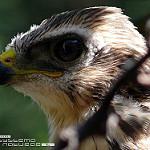 Сокотранский канюк / Buteo socotraensis