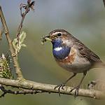 Варакушка / Luscinia svecica