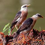 Burmese Myna / Acridotheres burmannicus