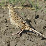 Hudson's Canastero / Asthenes hudsoni