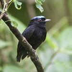 Velvety Manakin / Lepidothrix velutina