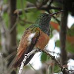 Chestnut-bellied Hummingbird / Saucerottia castaneiventris