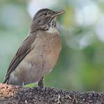 Манишковый дрозд / Turdus assimilis