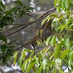 Baumann's Olive Greenbul / Phyllastrephus baumanni